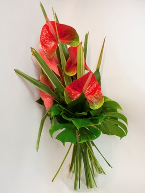 Fascio Alto Anthurium Rossi